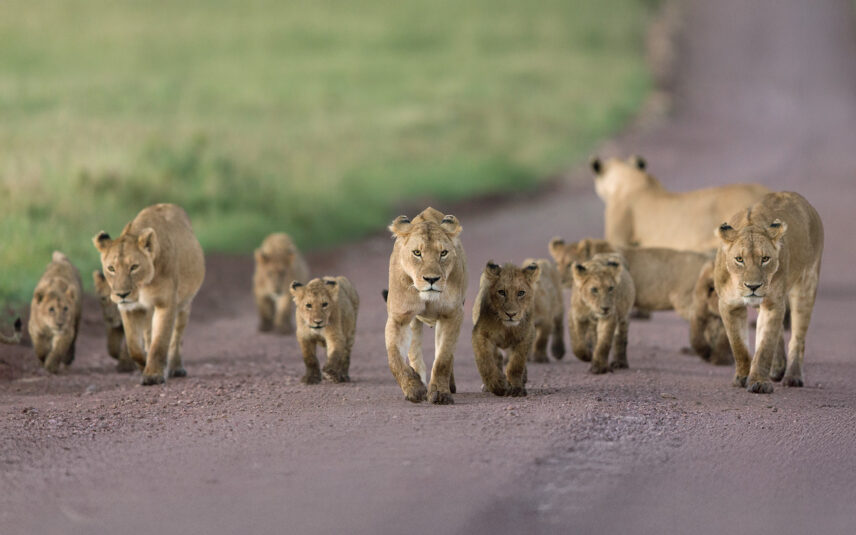 lion pride in ngorongoro crater