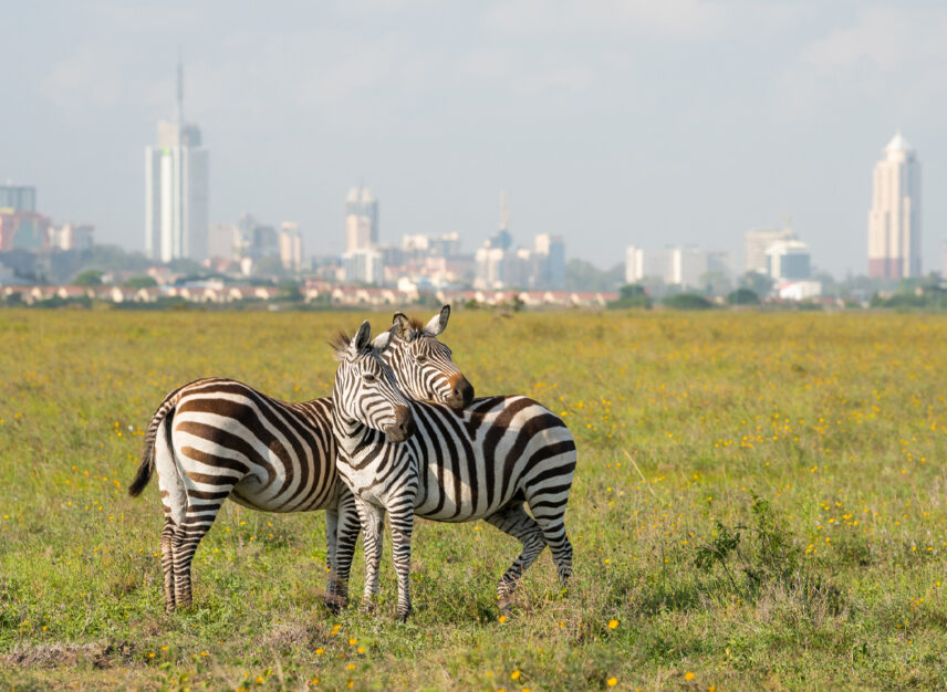 nairobi skyline with zebras