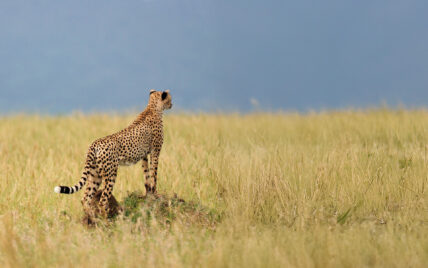 cheetah on mound looking into distance