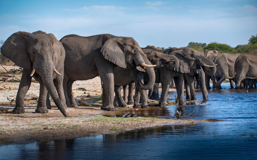elephant herd drinking at waterhole