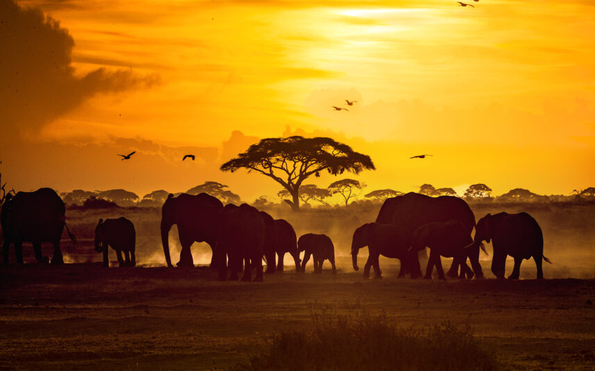 elephant herd at sunset