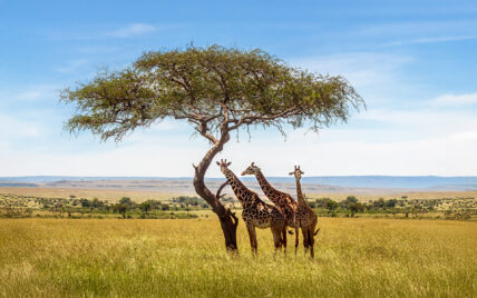 three giraffes under acacia tree in serengeti