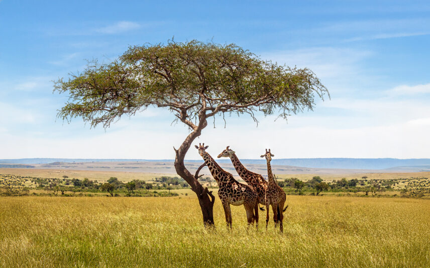 three giraffes under acacia tree in serengeti