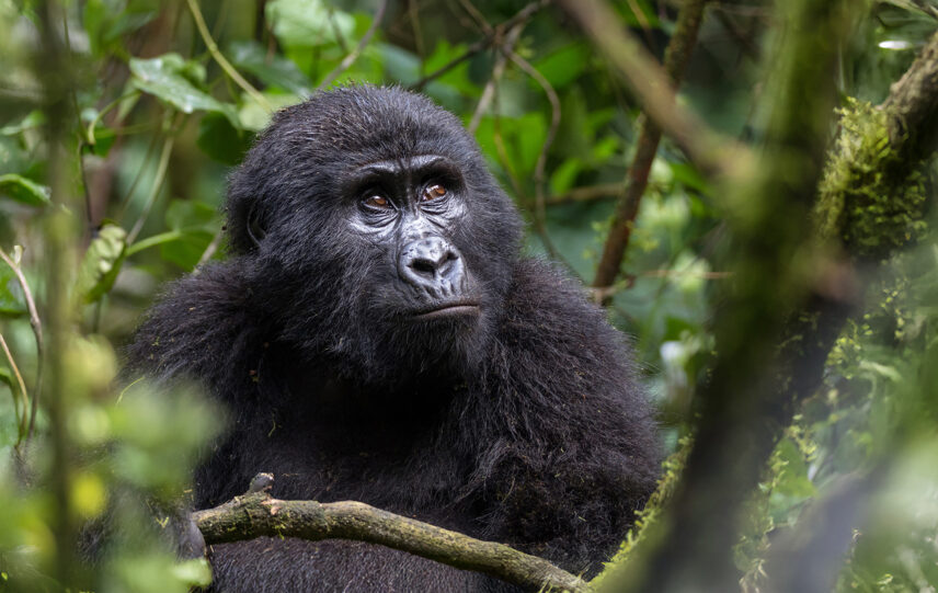 gorilla in rwanda forest