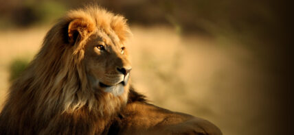 male lion with face illuminated by golden light