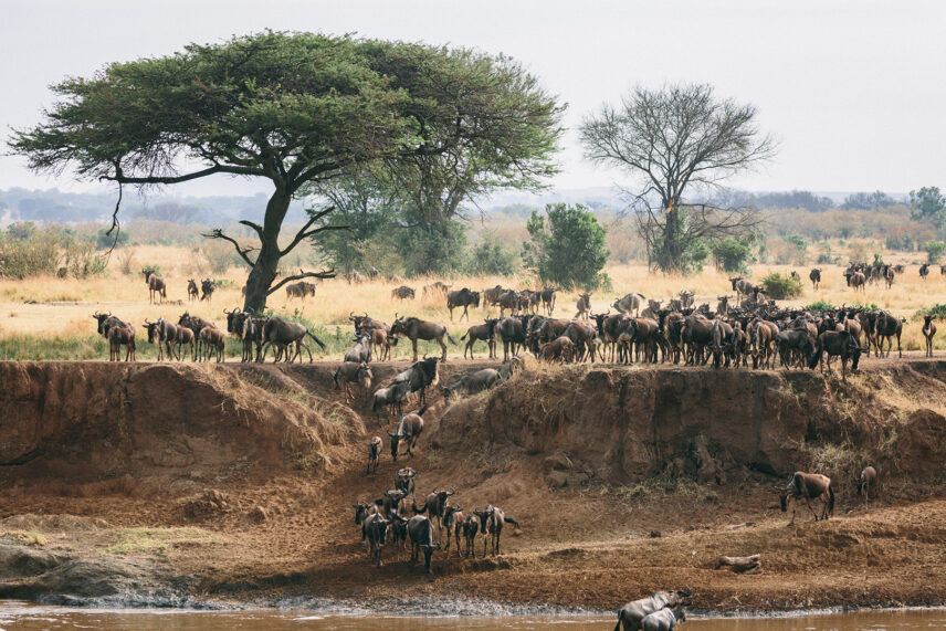 great migration at mara river