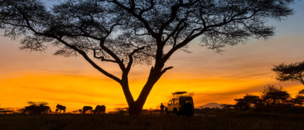 panoramic image of sundowners under tree