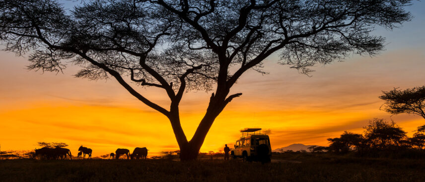 panoramic image of sundowners under tree