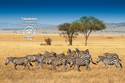 Tripadvisor Travelers' Choice Award Winner | Thomson Safaris