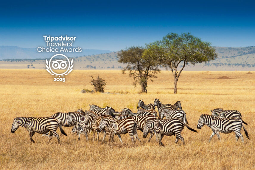trip advisor award win for thomson safaris