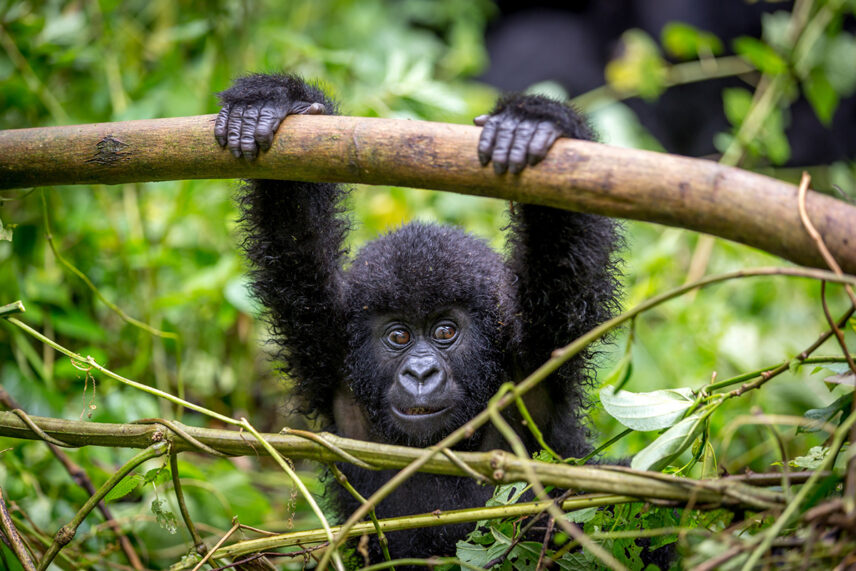 young chimp in rwanda forest
