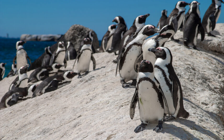 penguins at cape point in south africa