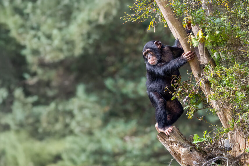 chimpanzee in tree branches in tanzania