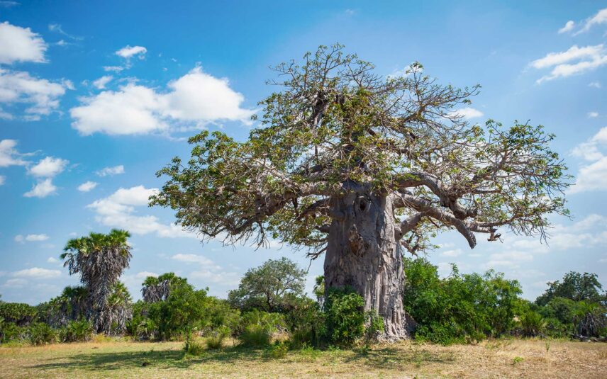 baobab tree in nyerere national park