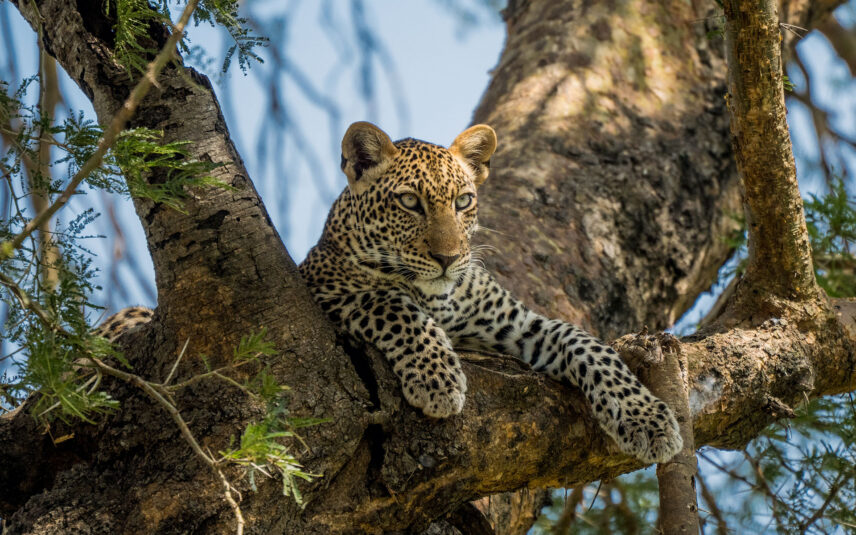 young leopard in tree branches in tanzania