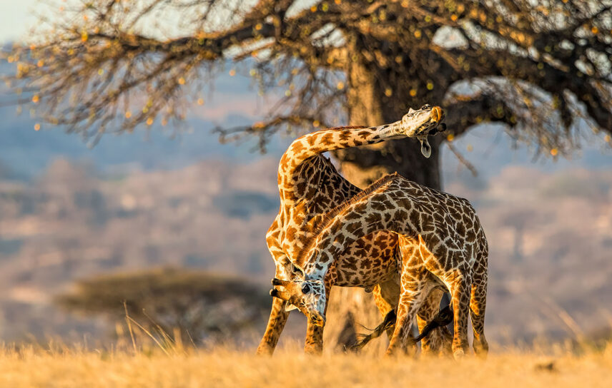 giraffes necking in front of baobab tree