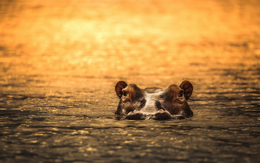 hippo submerged in river at sunset