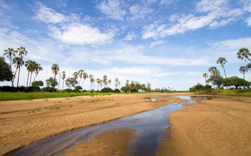 ruaha sand river and palm trees