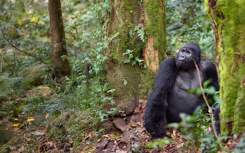 gorilla in rwanda forest