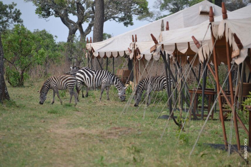 zebras grazing right outside of a nyumba