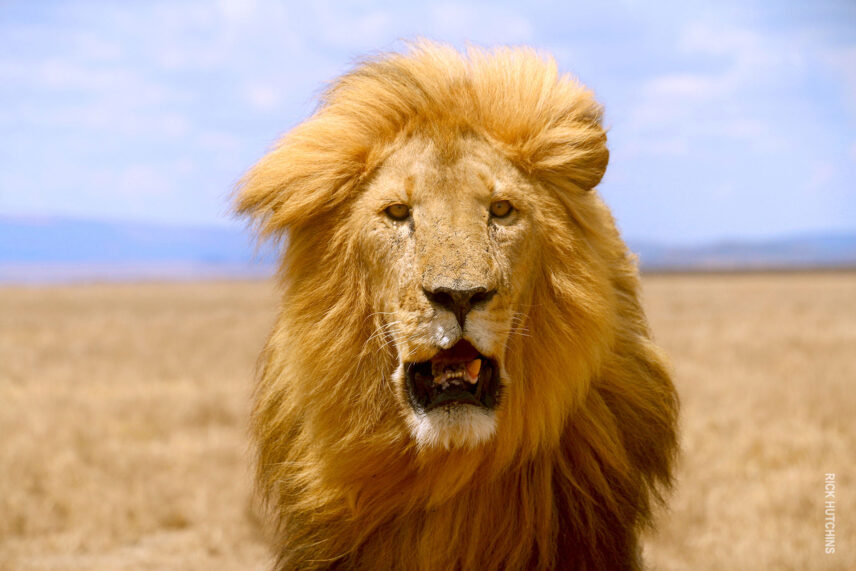 thomson guests get close up with a male lion in the serengeti