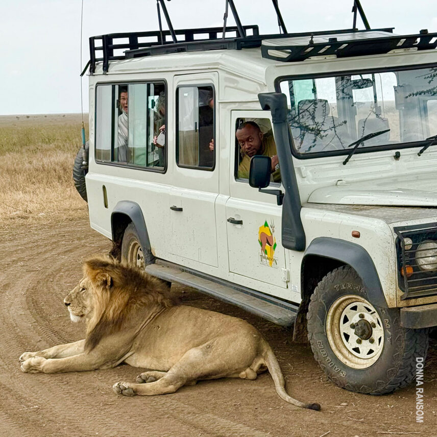 lion next to thomson land rover in serengeti tanzania