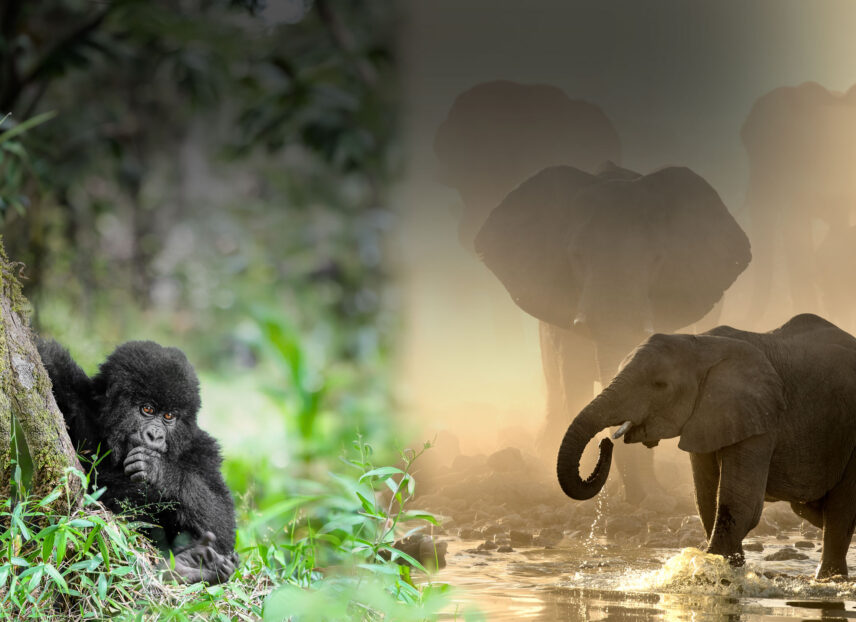 mountain gorillas and elephants on safari with thomson