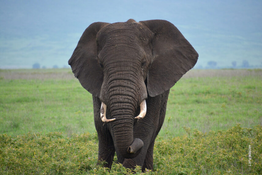 elephant in ngorongoro crater