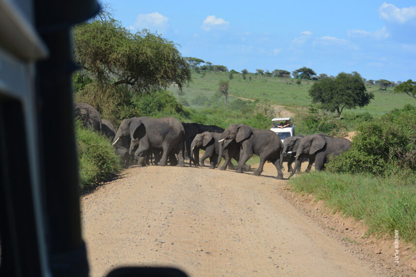 herd of elephant in road