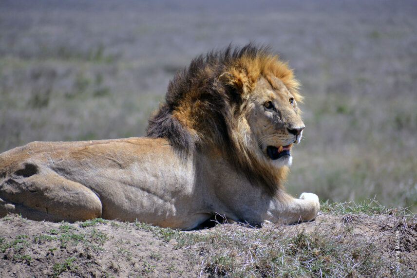 male lion in serengeti