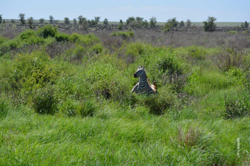 chase sequence 2 of lion hunting zebra in serengeti