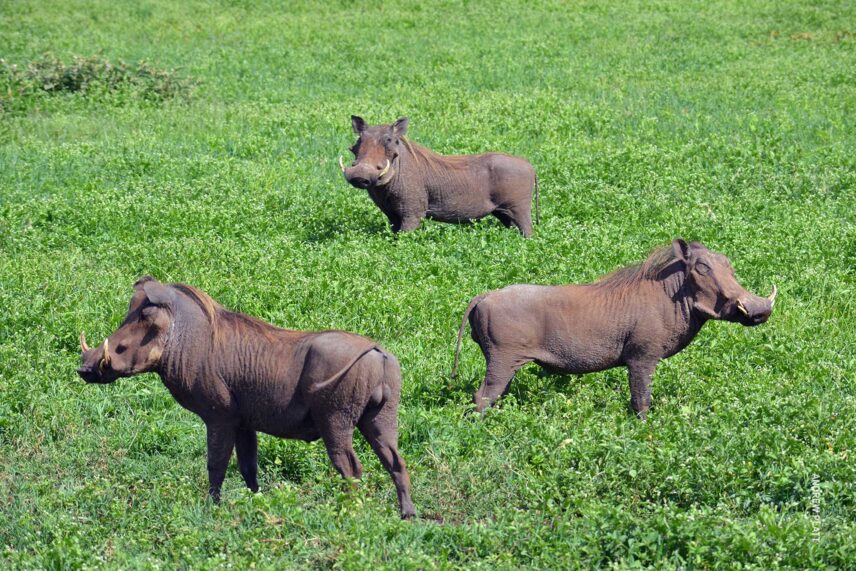 3 warthogs in serengeti