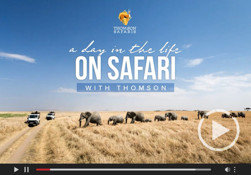 webinar cover of day in the life on safari with thomson