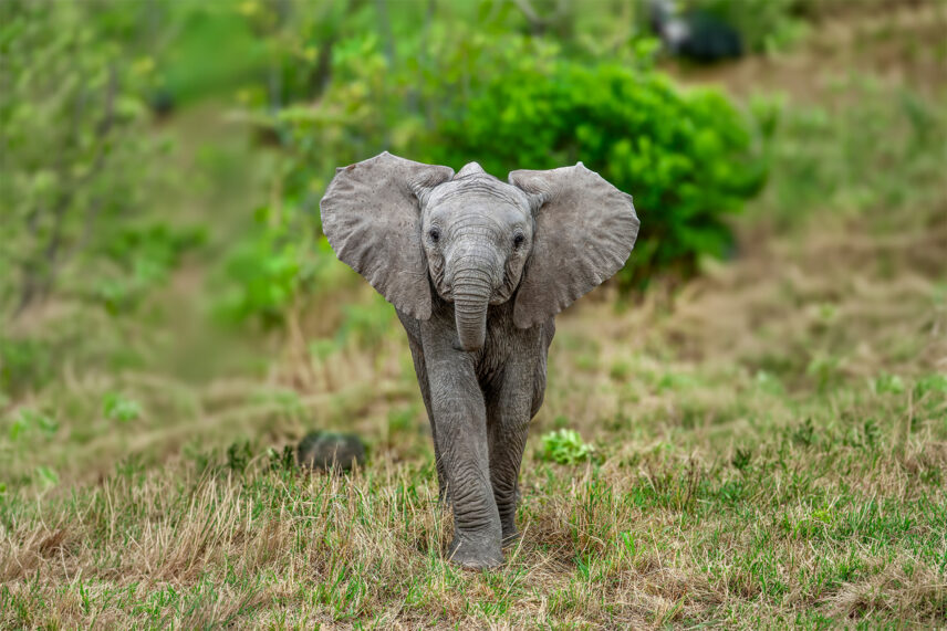 elephant calf in green grass in tanzania