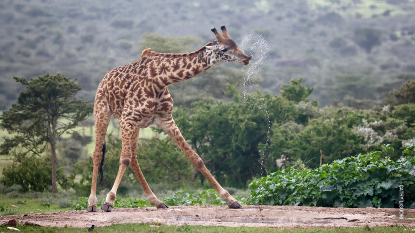 giraffe drinking from waterhole at thomson safaris eastern serengeti nyumba camp