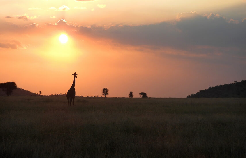 giraffe on horizon at sunset in serengeti