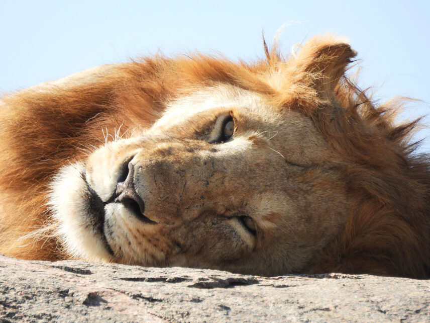 close up of male lion falling asleep on kopje in serengeti