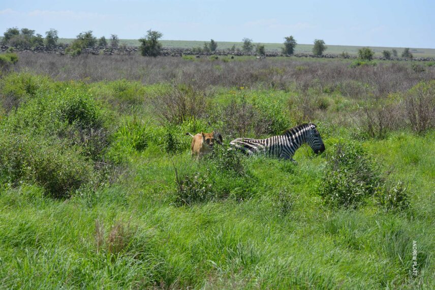 chase sequence 1 of lion hunting zebra in serengeti