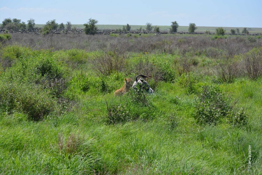 chase sequence 3 of lion hunting zebra in serengeti