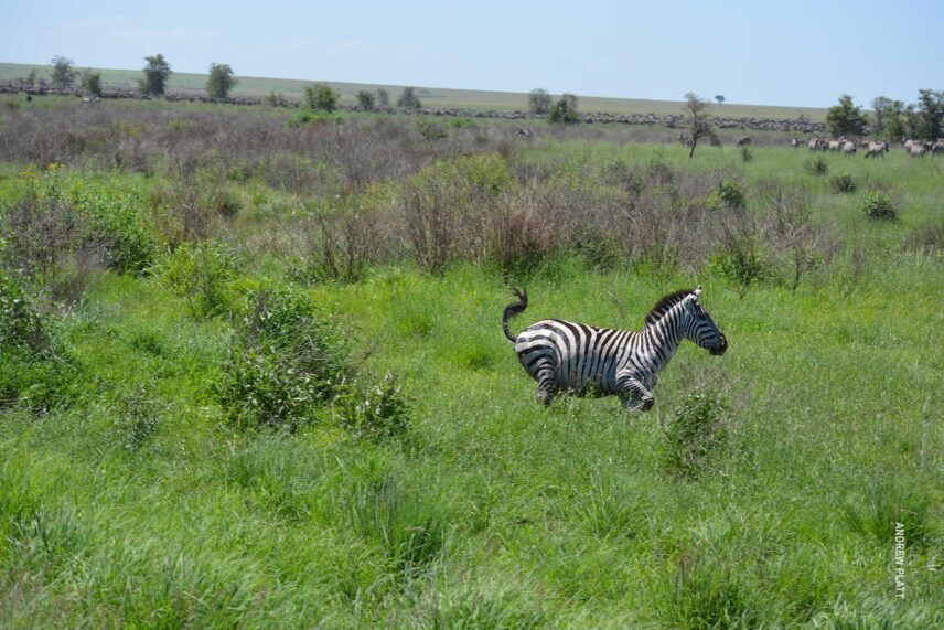 chase sequence 4 of lion hunting zebra in serengeti