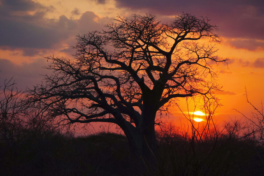 baobab tree at thomson safaris nyumba camp in tarangire national park