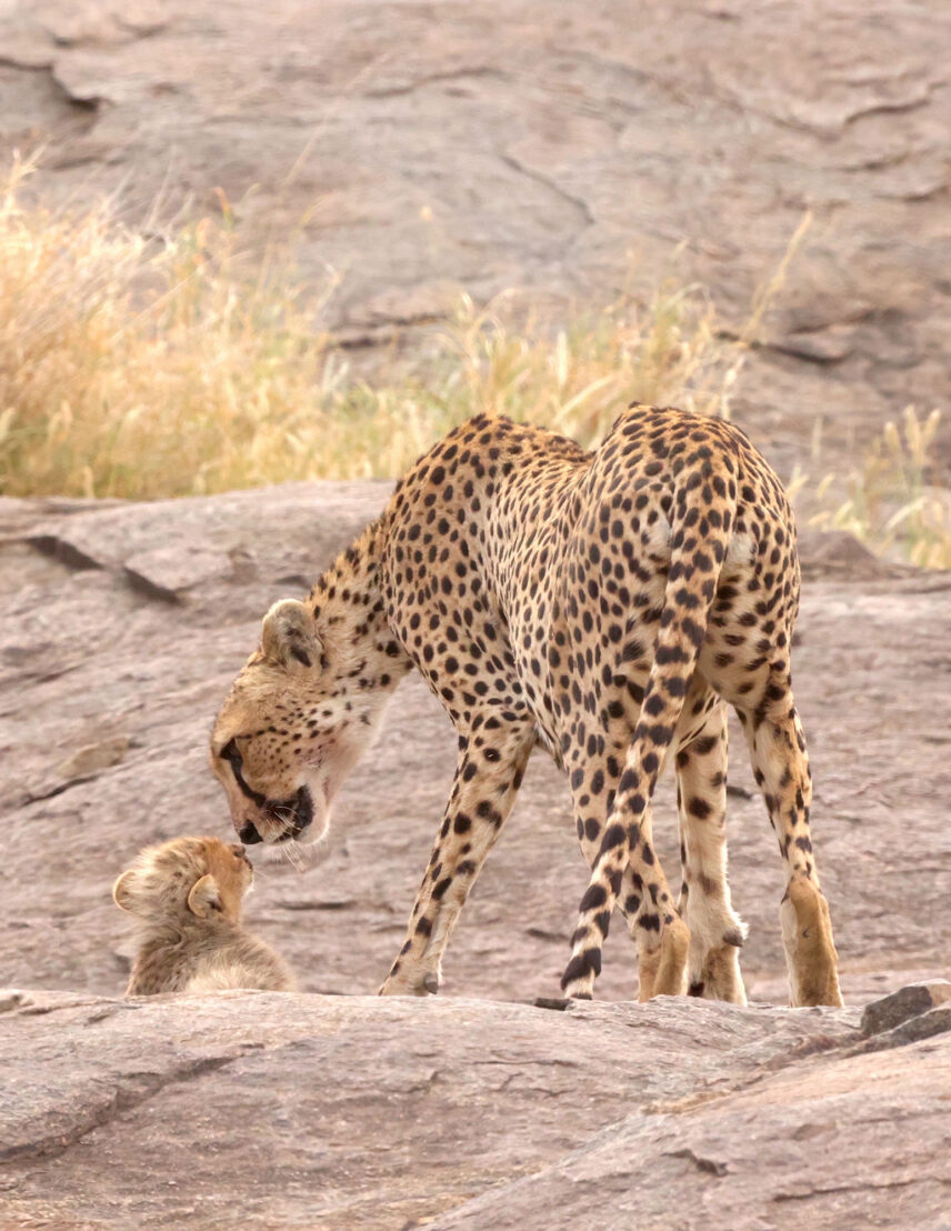 cheetah with her cub on a kopje in serenegeti