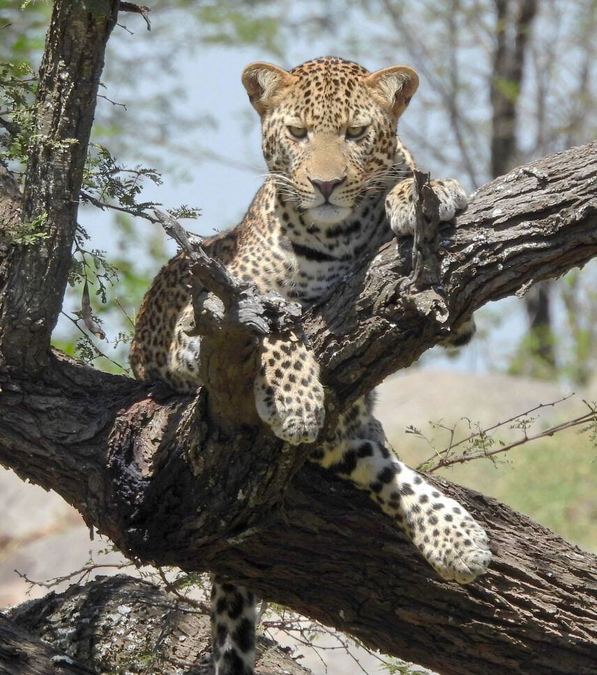 leopard staring down at prey from tree in serengeti