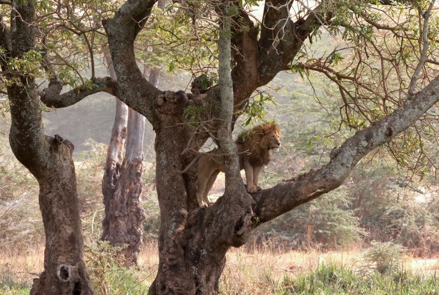 male lion perched in branches of large tree
