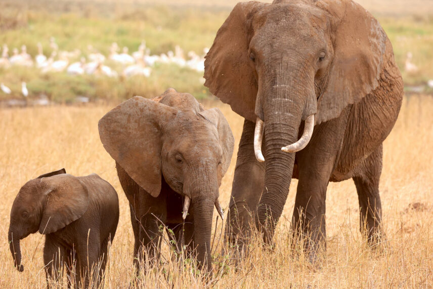 three elephants photographed on safari in tarangire national park in tanzania