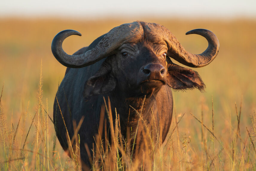 african buffalo is one of the big five animals
