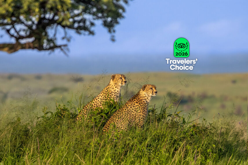 cheetah brothers in serengeti