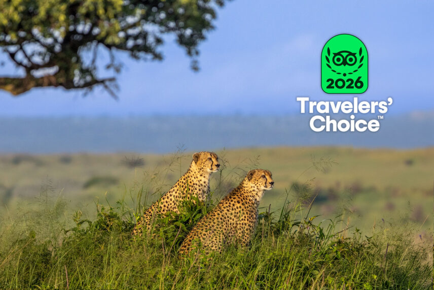 cheetah brothers in serengeti