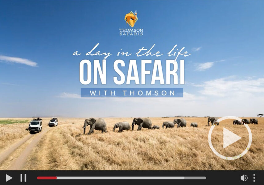 travel advisor resources from thomson safaris