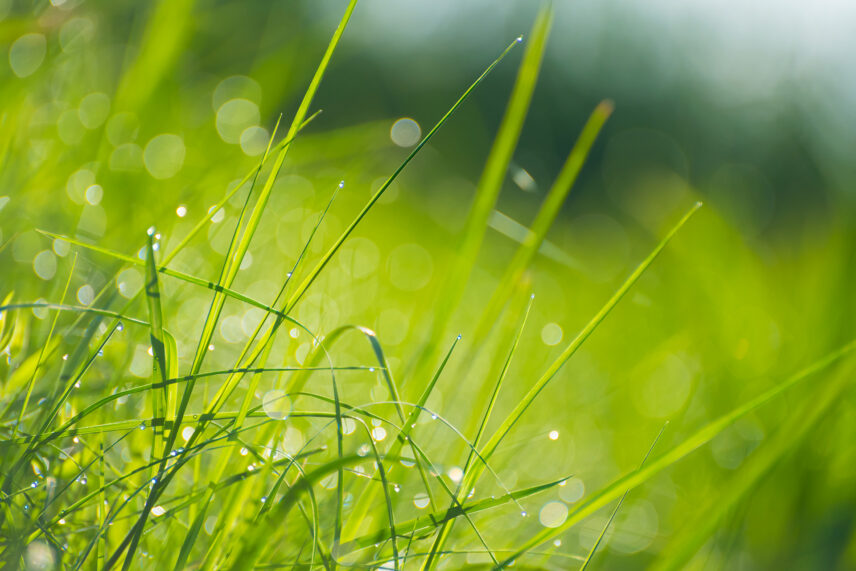 green grass attracts the herds of the great migration